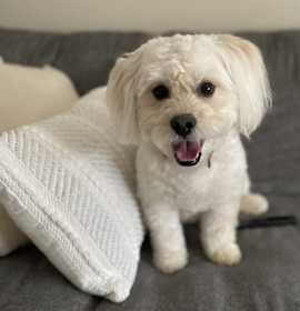 Photo of Biz