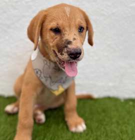 Photo of Biscuit