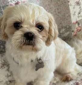 Photo of Freddie