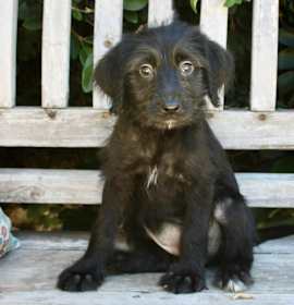 Photo of Poppy