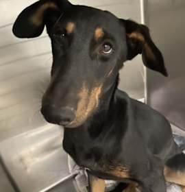 Photo of DOBIE