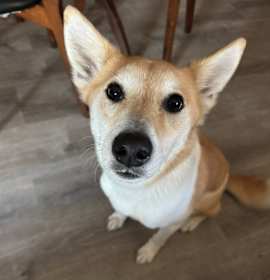 Photo of Ozzie
