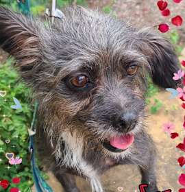 Photo of Lady beignet