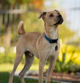 Photo of Rocky (C000-422)-City of Industry Location