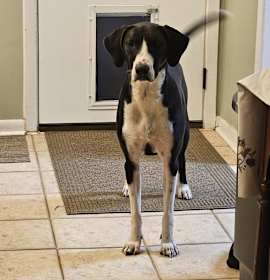 Gorgeous George (Bubba) photo 3