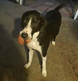 Gorgeous George (Bubba) photo 4