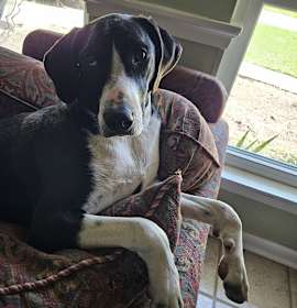 Gorgeous George (Bubba) photo 2