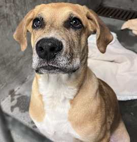 Photo of Rooney A2215305