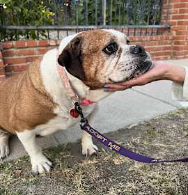 Photo of Daisy
