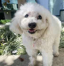 Photo of Snickers