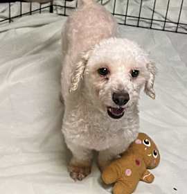 Photo of Sadie