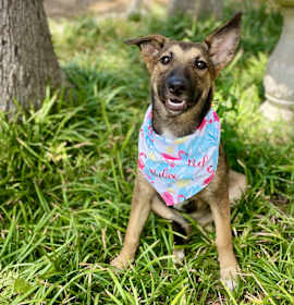 Photo of Valkyrie 25-06-038