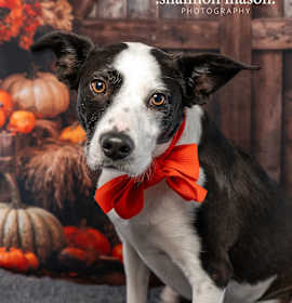 Photo of Oreo aka Charlie