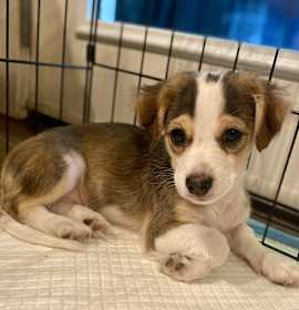 Photo of BiScotti - Cute Little Cookie