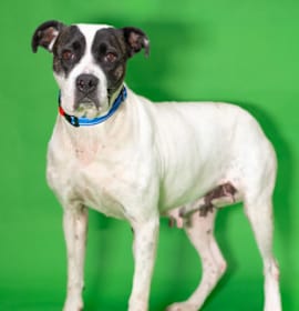 Photo of Sugarplum Sweetie*