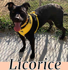 Photo of Licorice