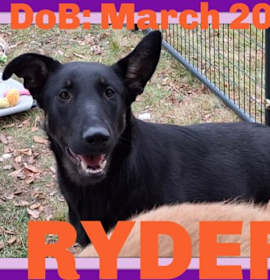 Photo of RYDER