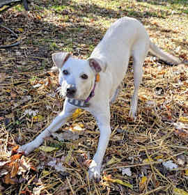 Janeane $450 photo 1