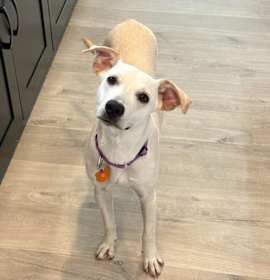 Janeane $450 photo 2