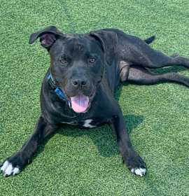 Photo of Stanley A2196783