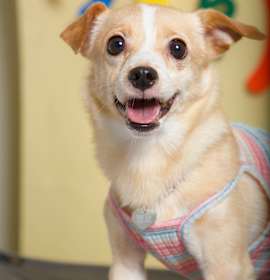 Photo of Mallow (HDS)