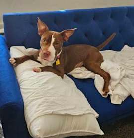 Lulu XVI (foster) photo 3