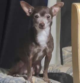 Tater Tot and Hashbrown photo 3