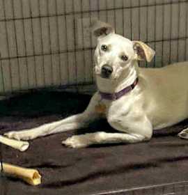 Janeane $450 photo 3