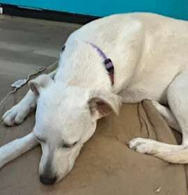 Janeane $450 photo 4