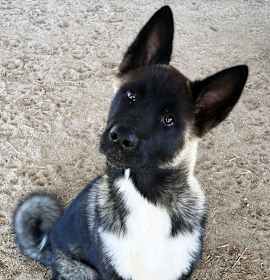 Photo of Micah - PUPPY