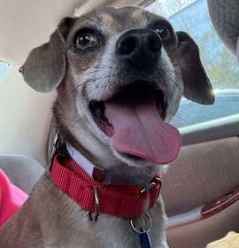 Photo of Puppy Chulo