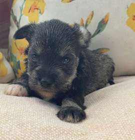 Photo of Archie/ ADOPTED