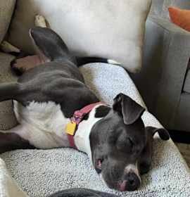 Brook (foster) photo 2