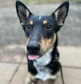 Photo of URGENT NEED FOSTER - Snickers