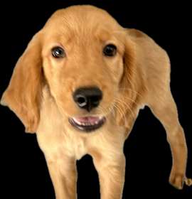 Photo of Boomer