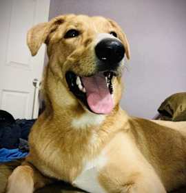 Photo of Sibbies : Astro ( Milo )