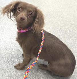 Photo of Abby   -   Las Vegas