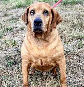 Photo of Cooper (courtesy post)