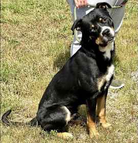 Photo of Riggs (courtesy post)