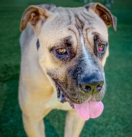 Photo of Rufus A2213935