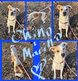 Photo of CHINO MARINO