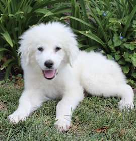 Photo of Lambchop