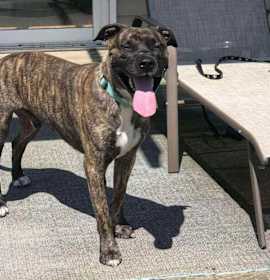 Photo of Buford (Foster Needed)