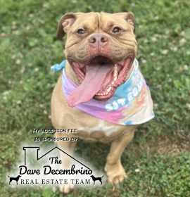 Photo of Chase - IN FOSTER