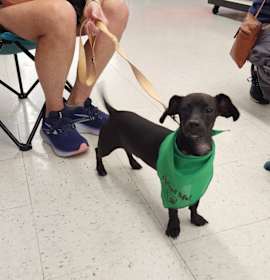 Nox (In Foster) photo 3