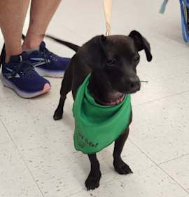 Nox (In Foster) photo 4