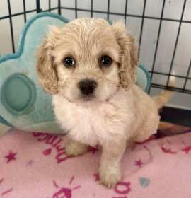 Photo of COOPER