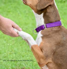 Moana  *Trained & SPONSORED* photo 2