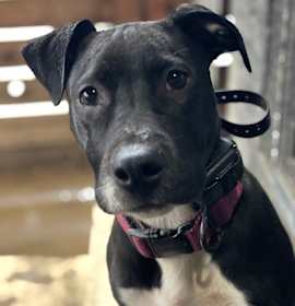 Photo of Ripley fka Panera - Fast Food litter
