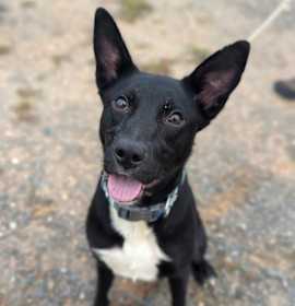 Ganderin Goose photo 1